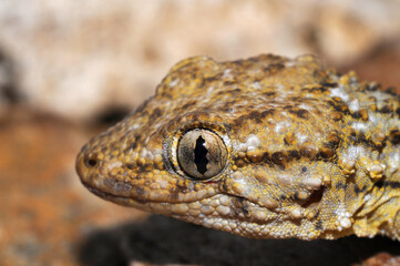 Common wall gecko (Tarentola mauritanica), Liguria, Italy.