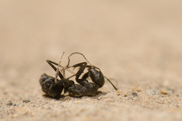 Dead carpenter ant Camponotus rufoglaucus feai. Cruz de Pajonales. Tejeda. Gran Canaria. Canary Islands. Spain.
