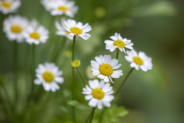 Bunch of Daisies in the Park