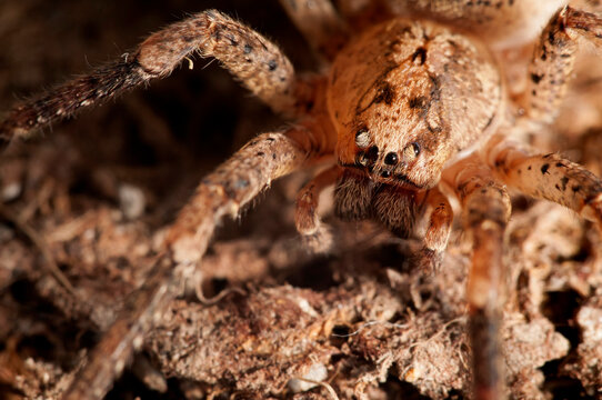 False wolf spider (Zoropsis spinimana) portrait, Italy.
