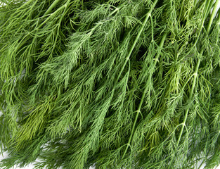 Fresh green dill background. Green dill texture. Bunch of dill. Seasoning. Spice for different dishes