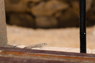 Gran Canaria giant lizard Gallotia stehlini. Juvenile on a window. Cruz de Pajonales. Tejeda. Gran Canaria. Canary Islands. Spain.