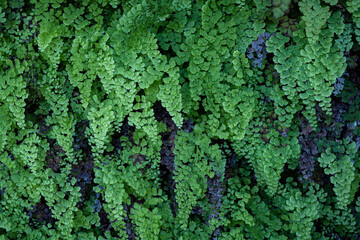 綺麗な植物のイメージ