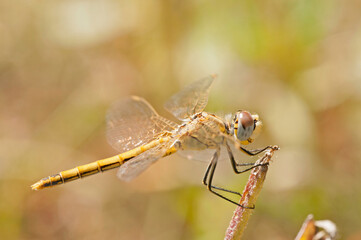 Red-veined darter (Sympetrum fonscolombii).