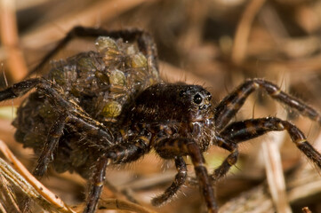 Wolf spider (Pardosa sp) female with juveniles on its back, Italy.