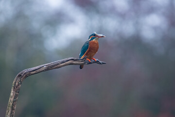 Kingfisher (Alcedo atthis) perched on a branch.