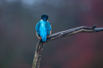 Kingfisher (Alcedo atthis) perched on a branch.