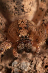 False wolf spider (Zoropsis spinimana)