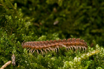 Flat-backed millipedes (Polydesmus sp.).
