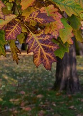 autumn leaves in the forest