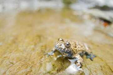 Apennine yellow-bellied toad (Bombina pachypus), Liguria, Italy.
