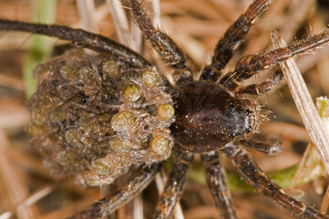 Wolf spider (Pardosa sp) female with juveniles on its back