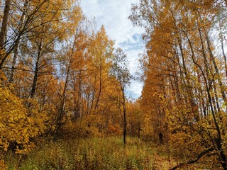 Fototapeta premium autumn in the forest