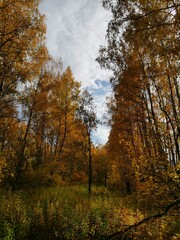 Fototapeta premium autumn in the forest