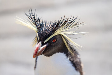 Northern rockhopper penguin, Moseleys rockhopper penguin, or Moseleys penguin © Neuroshock