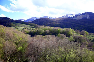 Contrast between snow capped mountains and foliage of trees in spring colors