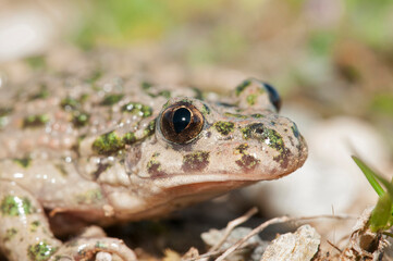 Parsley frog (Pelodytes punctatus), Liguria, Italy.