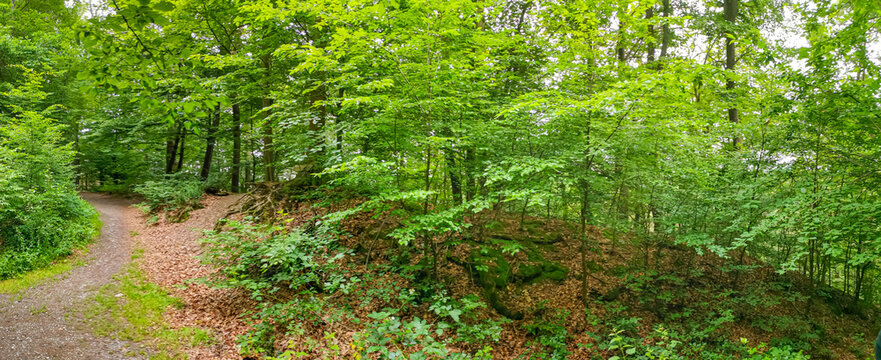Wide-angle shot of road that goes in between the trees and the plants in the forest on a spring day