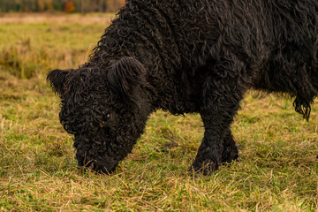 Galloway cattle at the Bannwaldturm Pfrunger-Burgweiler Ried