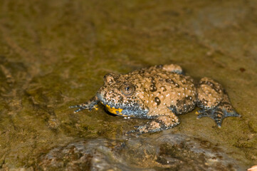 Apennine yellow-bellied toad (Bombina pachypus), Liguria, Italy.