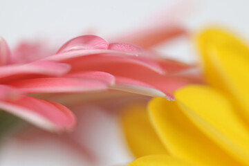 Obraz premium Soft focus blur pink and yellow Flower petal. Nature horizontal background.