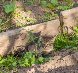 Pet kitten on the background of grass, earth and old Board in the garden in summer
