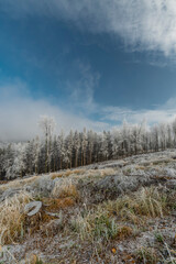Opening after cut down tree in winter day near Hostyn hill in east Moravia