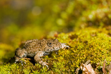 Apennine yellow-bellied toad (Bombina pachypus), Liguria, Italy.