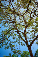 Branch of tree at noon with clear blue sky
