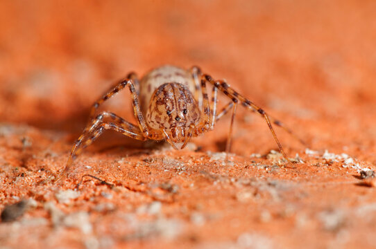 Spitting spider (Scytodes thoracica).