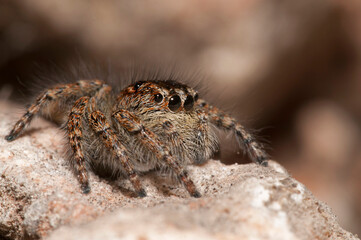 Jumping spider (Philaeus chrysops).

