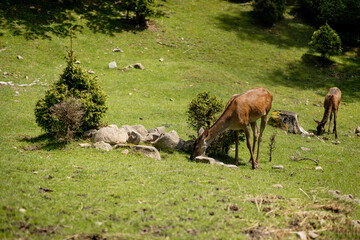 Deers grazing on meadow. Deer herd meadow grazing. Deer herd on deer farm. New born roe deer, wild spring nature.