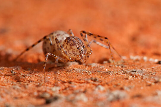 Spitting spider (Scytodes thoracica).