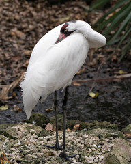 Whooping crane stock photos. Picture. Portrait. Image. Photo. Whooping crane bird profile-view. Endangered bird.  Endangered species. Resting head. White feathers.