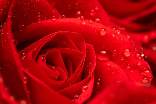 Detail of rose petals. Macro shot of red rose. Flower with water drops after rain