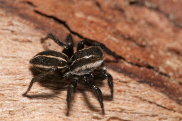 Jumping spider