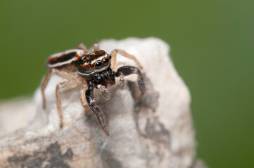 Jumping spider (Icius subinermis)