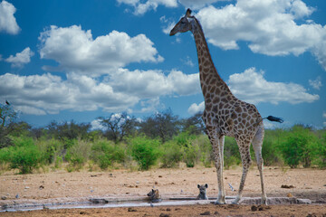 Giraffe on a waterhole with hyena's