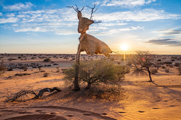 Sonnenuntergang in der Kalahari
