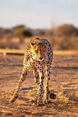 Cheetah