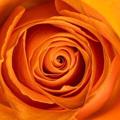 Detailed top view of orange open rose head.
