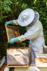 Apiculture - visite sanitaire d'une ruche - inspection des cadre de couvain