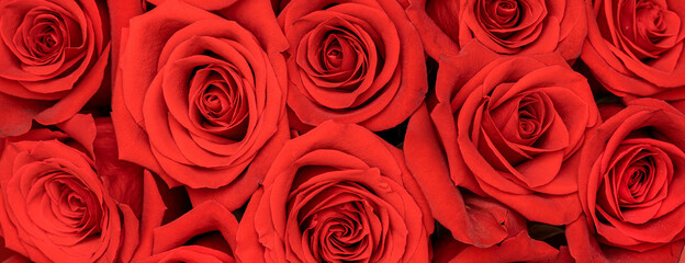 Floral background with red roses. Flowers top view. Web banner