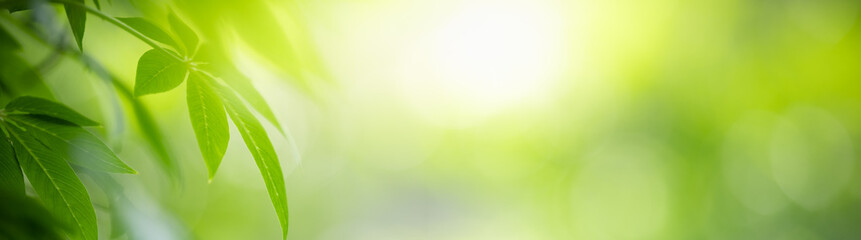 Nature of green leaf in garden at summer. Natural green leaves plants using as spring background cover page greenery environment ecology wallpaper