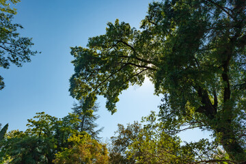Obraz premium crown of a large green tree against the blue sky