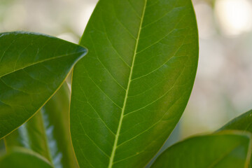 Green leaves of the plant close-up with blurry background, used as a background or texture, soft focus