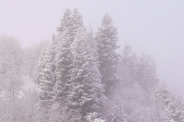 Spruce covered with snow high in the mountains. Beautiful alpine winter landscape. Snowy mountains. Highlands, mountains and gorges.