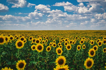 Fototapeta premium sunflower field with sky