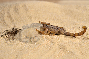 escorpión sobre la arena del desierto 