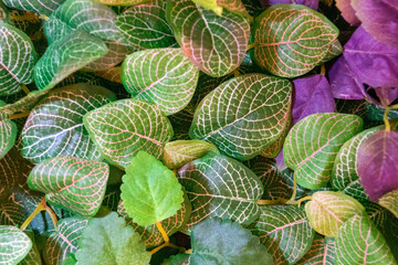 background of artificial green leaves imitation of natural plants